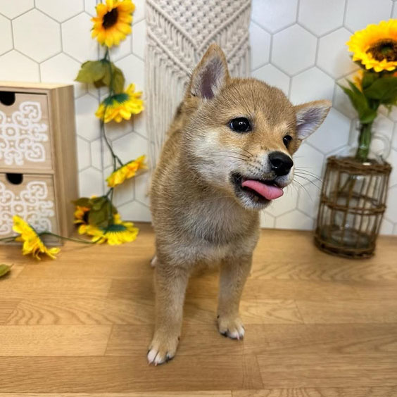 Shiba Inus Puppy