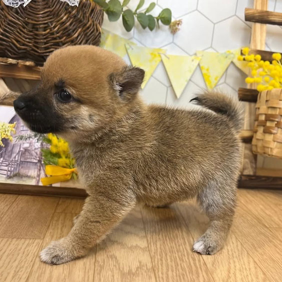 Shiba Inus Puppy