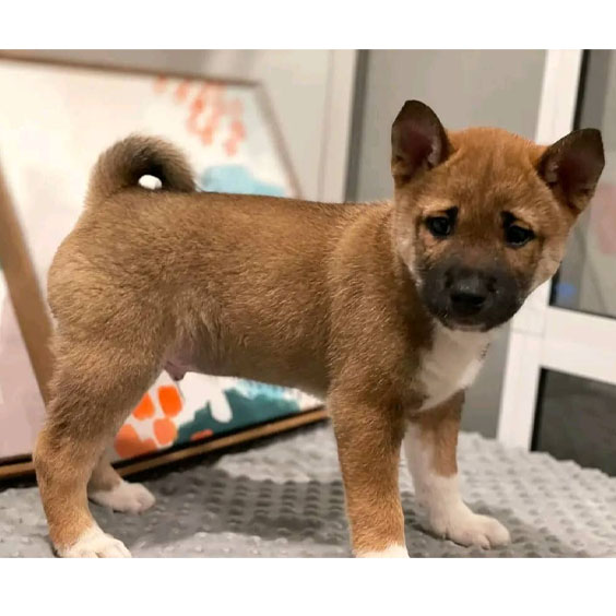 Shiba Inus Puppy