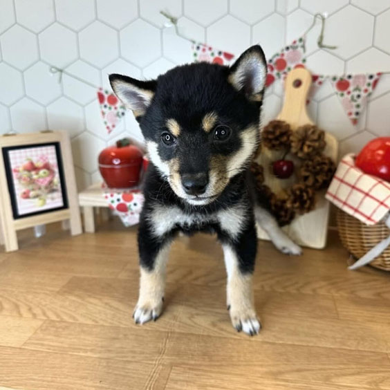 Shiba Inus Puppy