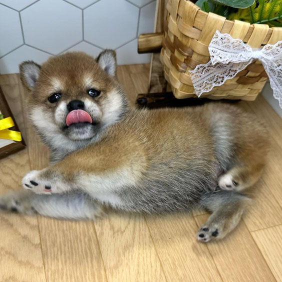 Shiba Inus Puppy