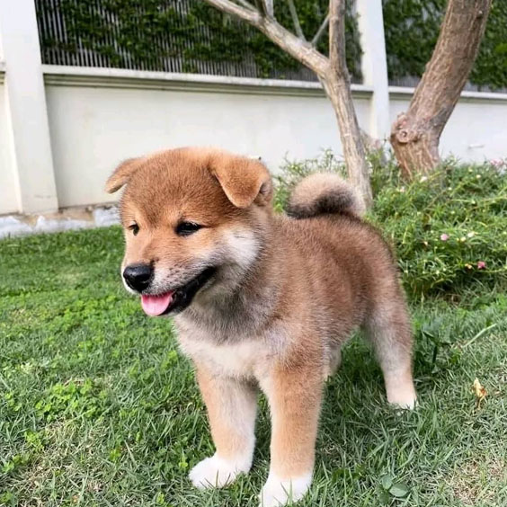 Shiba Inus Puppy